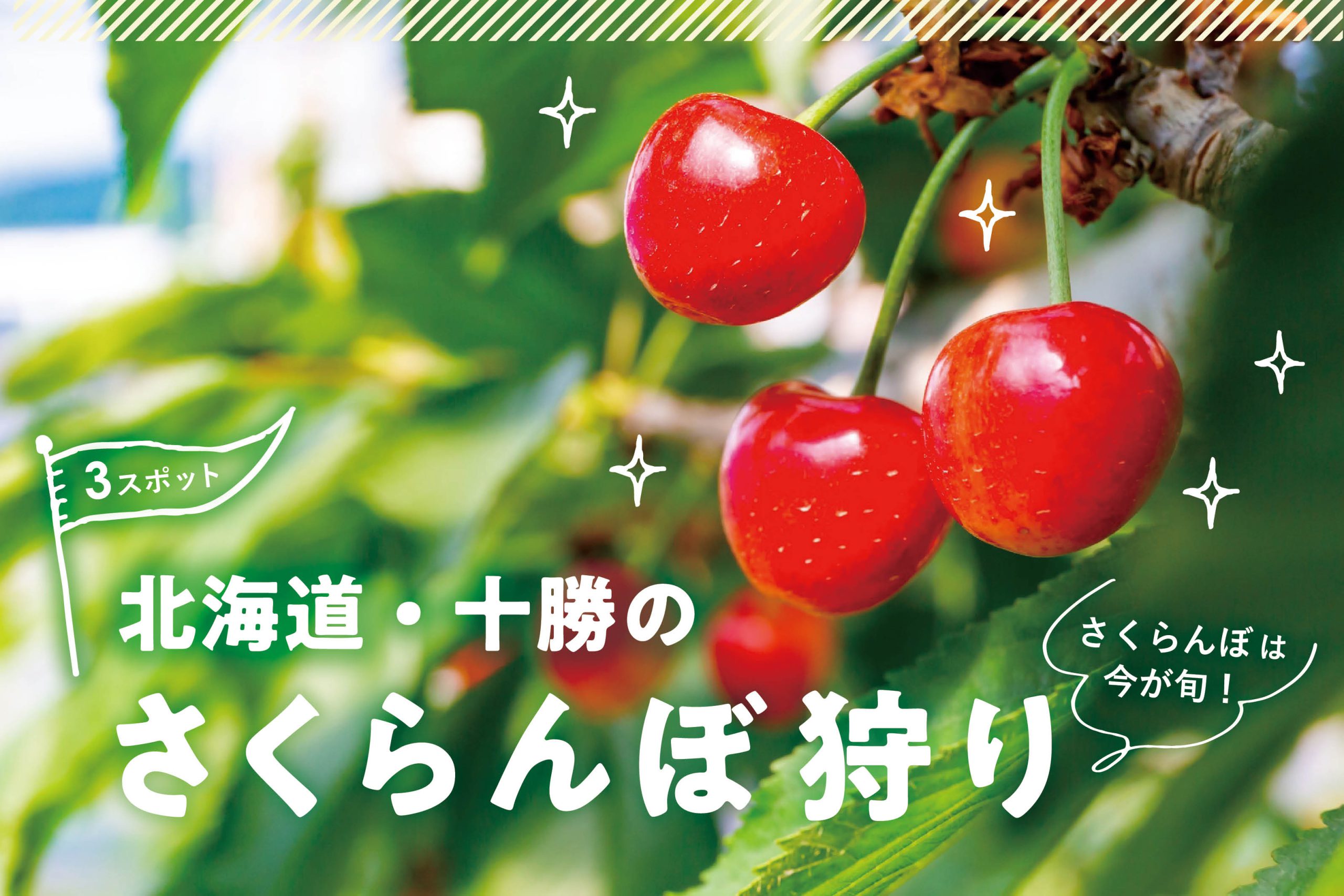 今が旬！】北海道・十勝のさくらんぼ狩りスポット3選 – しゅんWEB